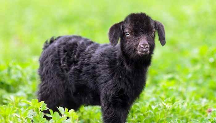 can goats eat bananas
