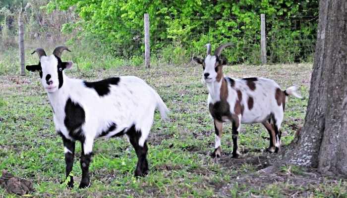 fainting goat cost