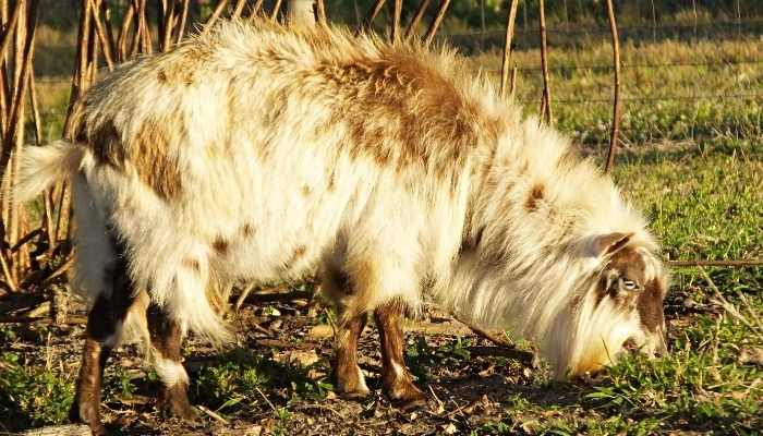 fainting goat price