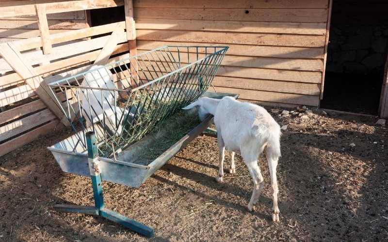 goats eat pine needles