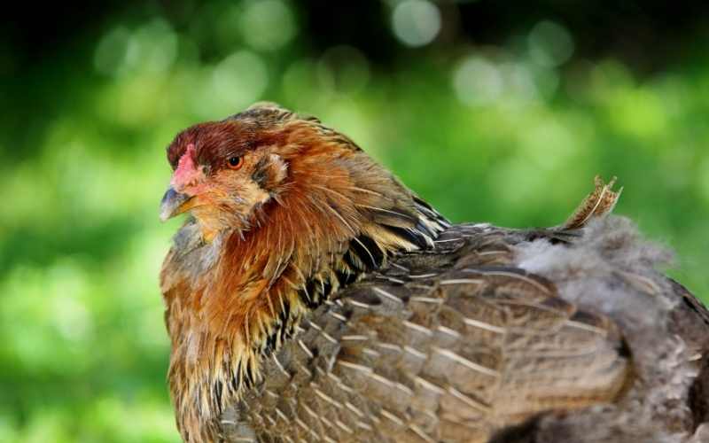 Araucana-chicken