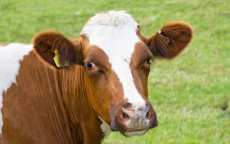 Ayrshire cow