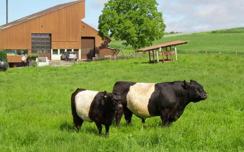 Belted Galloway