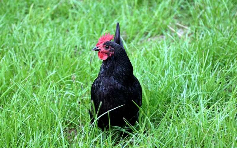 Black-Minorca