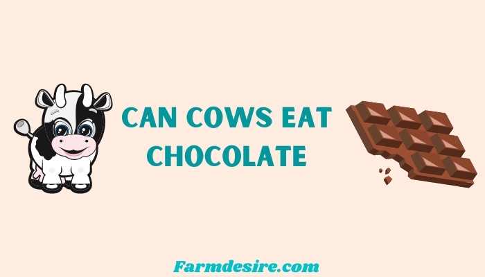 Can Cows Eat Chocolate