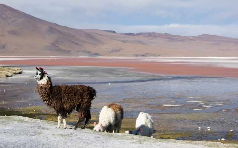 can llamas swim in deep water