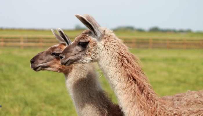 Can Llamas swim