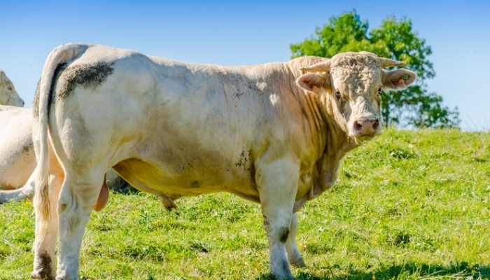 Can Male Cows Produce Milk