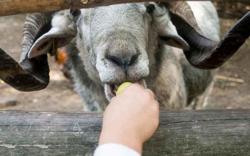 can sheep eat apples and carrots