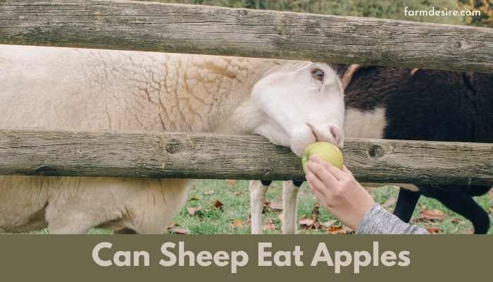 Can Sheep Eat Apples