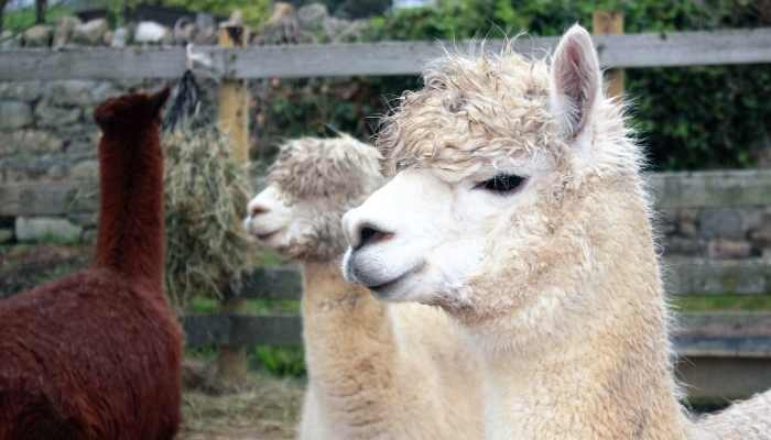 Can You Ride Llamas