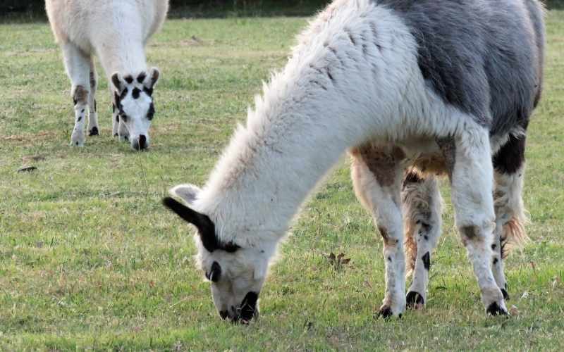 Can-You-Ride-on-Llamas