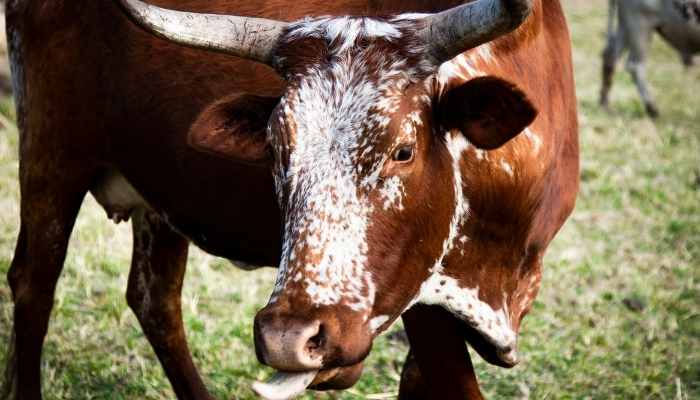 Can cows eat watermelon