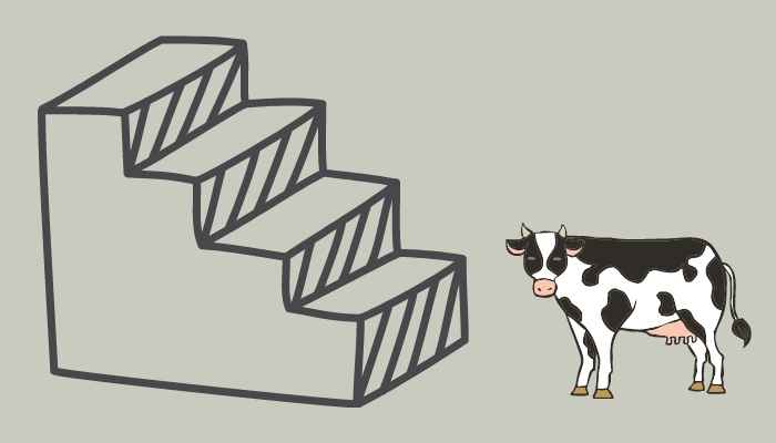 Can cows go down stairs