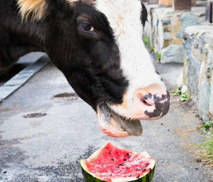 Can-you-feed-watermelon-to-cows
