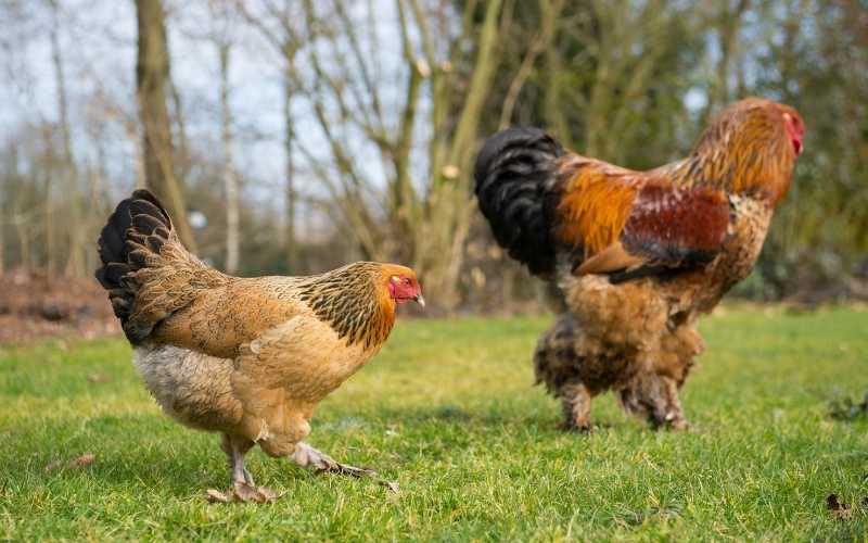Dark Brahma chicken