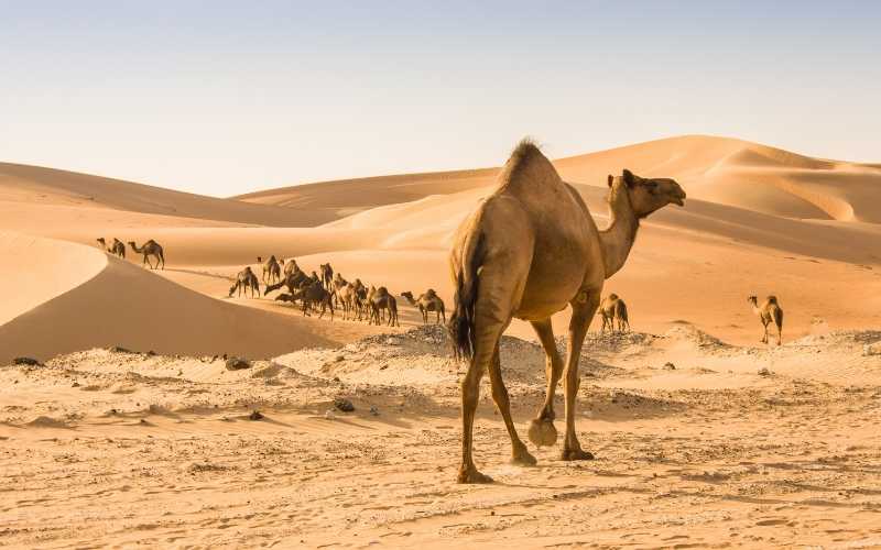 do camel store water in their humps