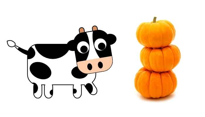 Can Cows Eat Pumpkins? do cows eat pumpkins
