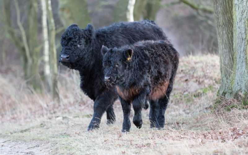 Galloway cattle