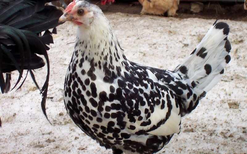 Hamburg Chicken
