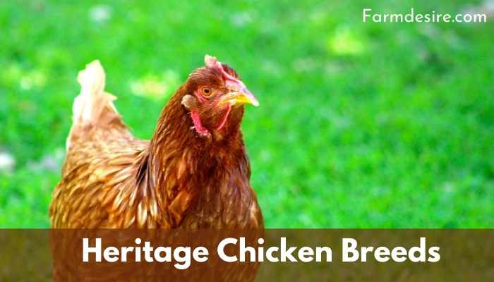 Heritage Chicken Breeds