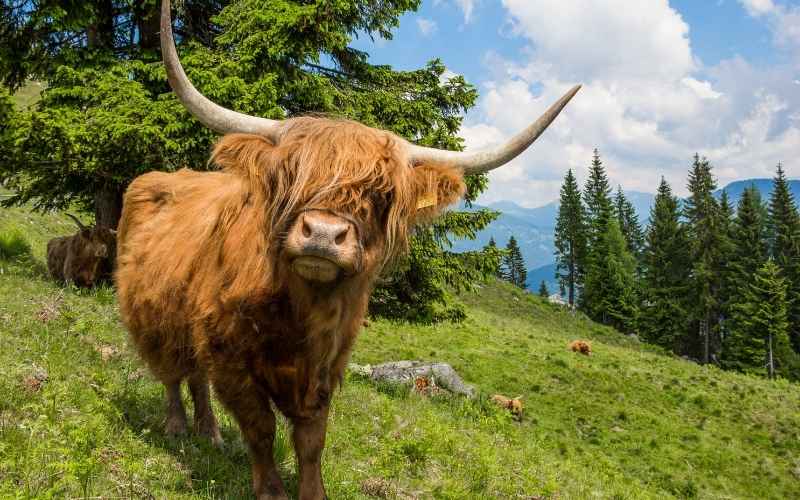 Highland cow