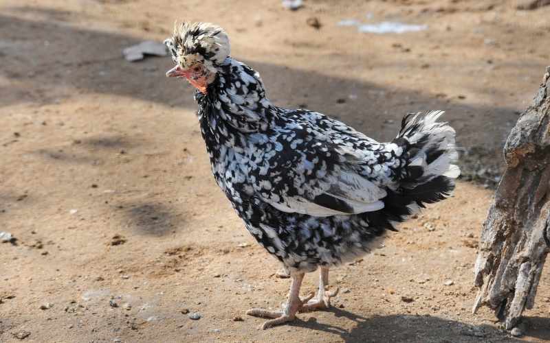 Houdan-Chicken