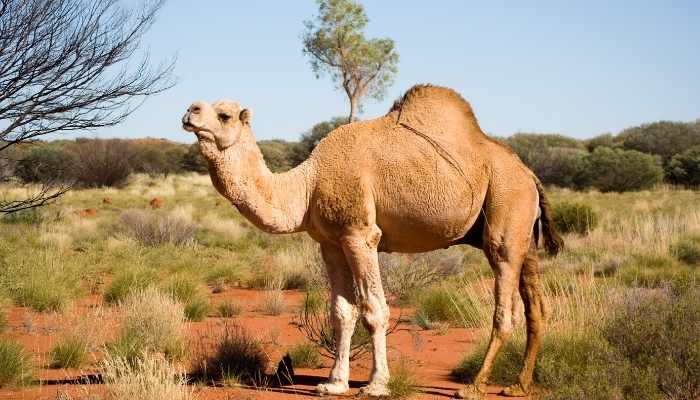 How Much Weight a Camel Can Carry