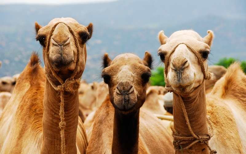 how long can a camel go without drinking water