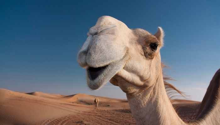 How long can a camel go without water