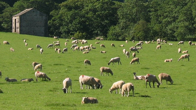 Intensive Animal Farming Everything You Need To Know: What Is It, Types, Advantages and Disadvantages