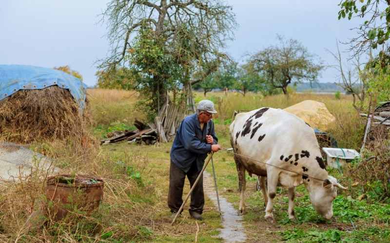 is there any male milking cow