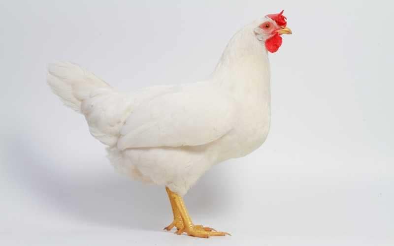 Leghorn Chicken