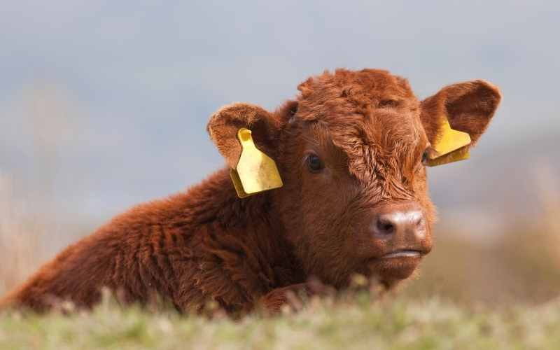 Luing cow