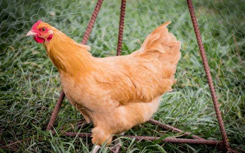 Orpington-Chicken
