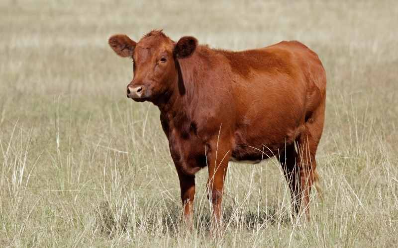 Red Angus