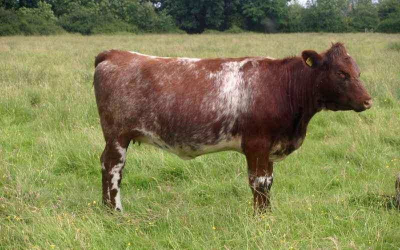 Shorthorn
