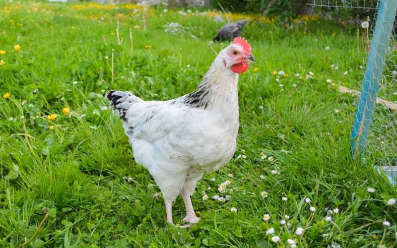 Sussex Chicken
