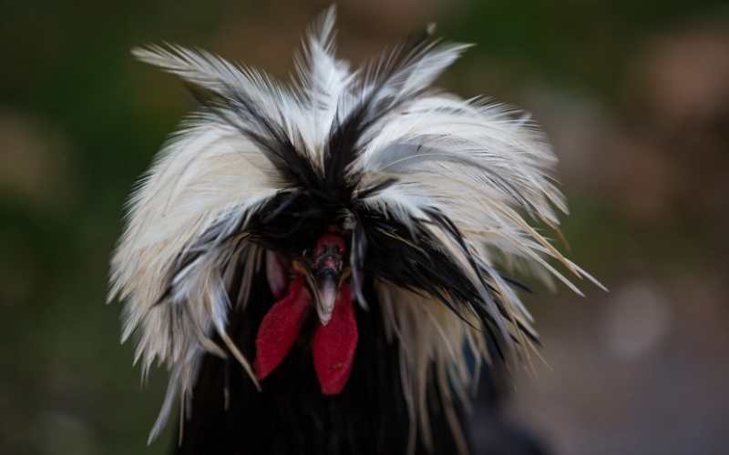 White Crested Black Polish