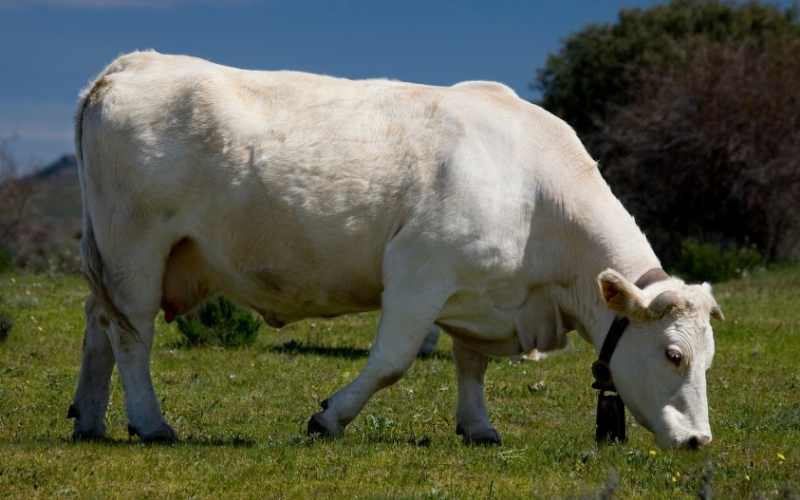 Whitebred Shorthorn