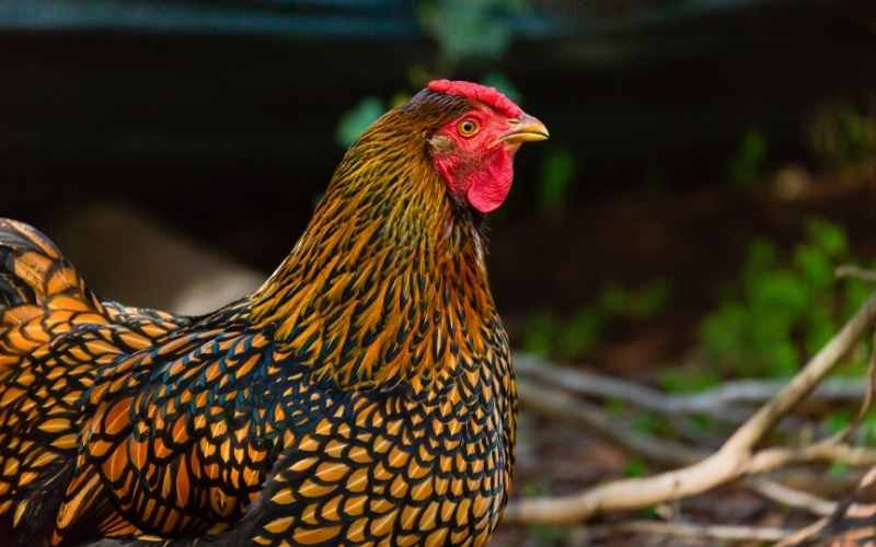Wyandotte Chicken
