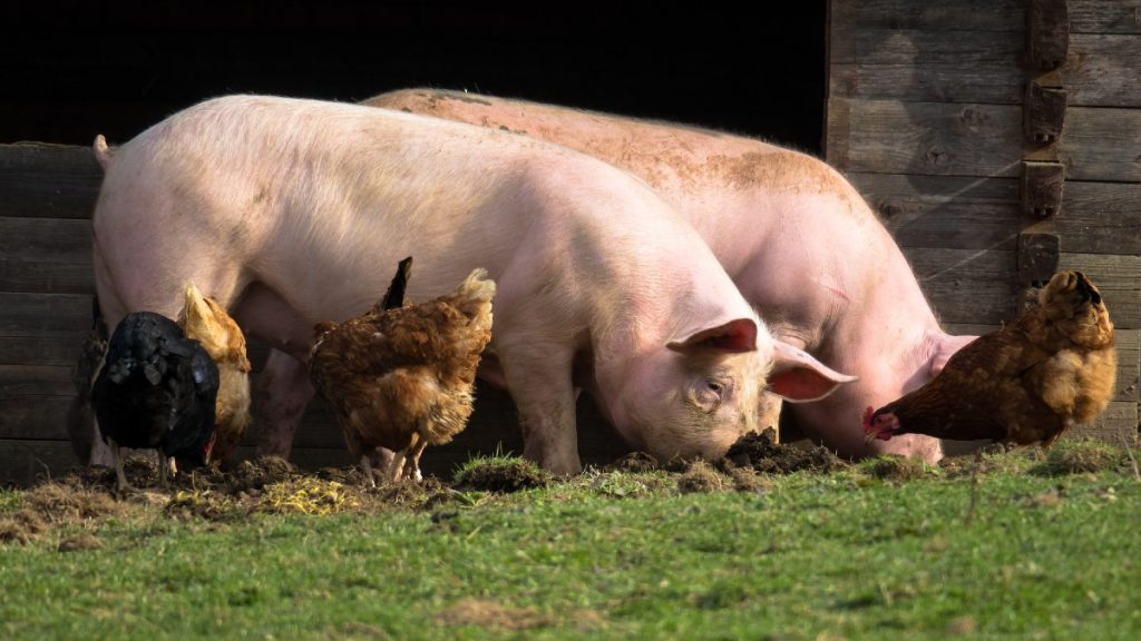 Why are the Feeding Habits of Farm Animals Different?