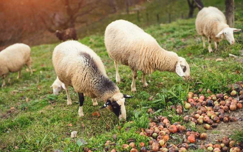 apples-for-sheep