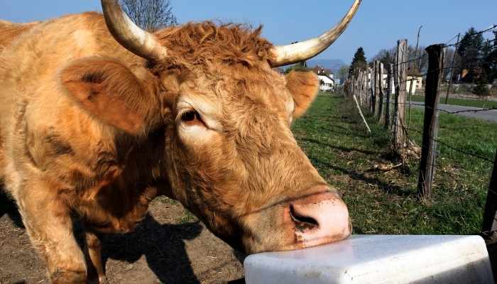 can cows eat pumpkins