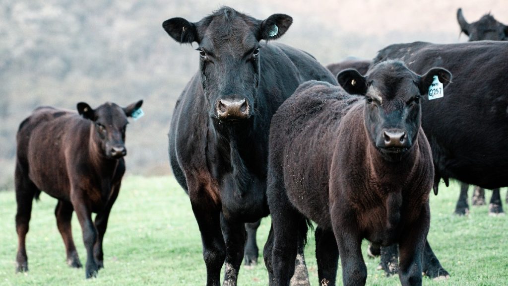 Top 15 Cattle Breeds That Can Make You Rich