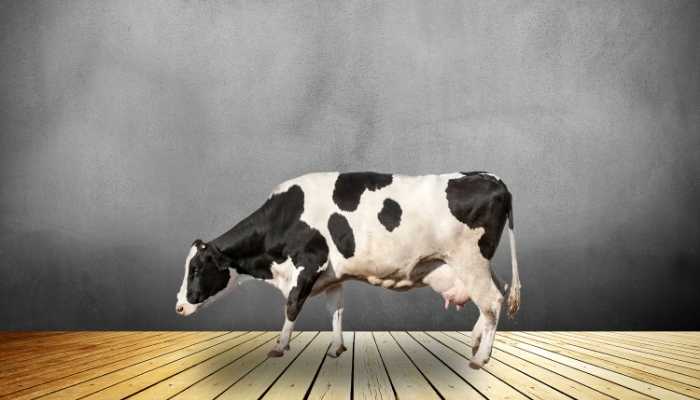 Can Cows Go Down Stairs? cows climbing on stairs