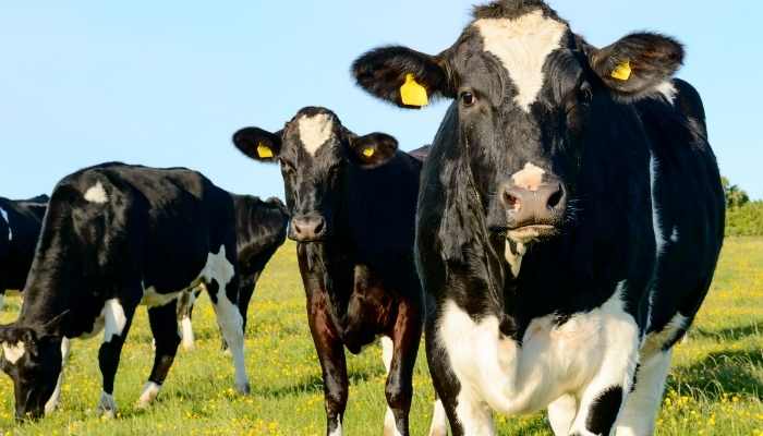 Can Cows Go Down Stairs? cows walking down stairs