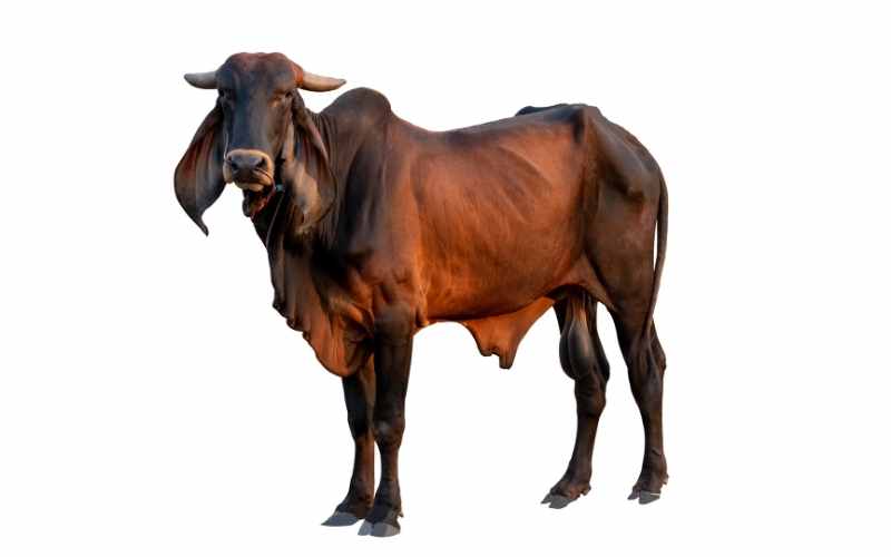 do male cows give milk