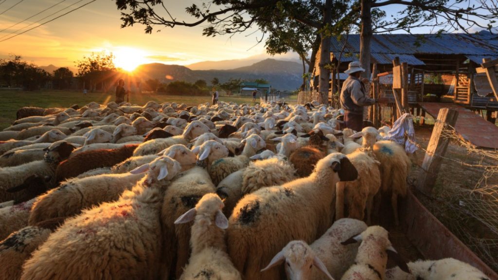 What Percentage of Americans Are Farmers