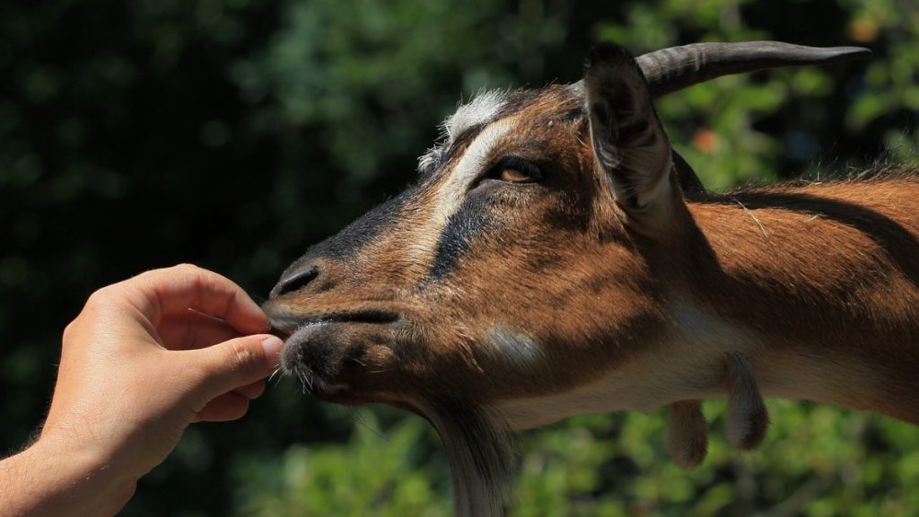 Can Goats Eat Dog Food?